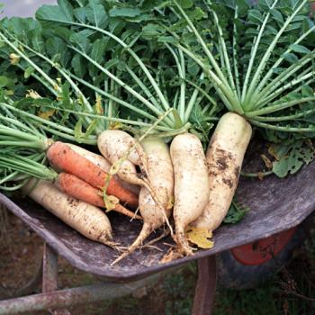 農薬不使用栽培の野菜