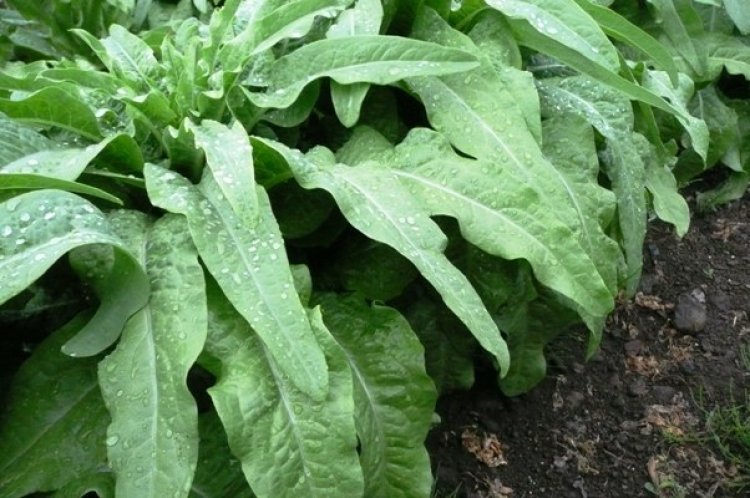 山くらげの注文の受付をしています。