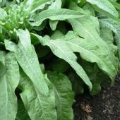 2016年度「山くらげ」のご注文受付は終了いたしました 2016年度「山くらげ」のご注文受付は終了いたしました