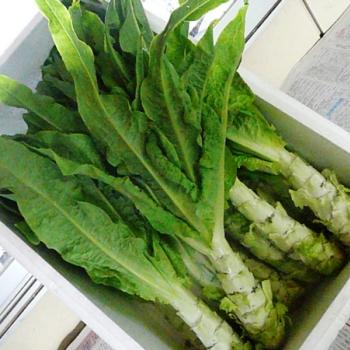 2018年山くらげの注文をお受けします。 2018年山くらげの注文をお受けします。