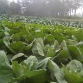 山の母さんの店 山の母さんの店