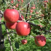 夢ファクトリー